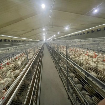 框架镀锌肉鸡笼现货厂家供应多层鸡笼肉鸡养殖设备肉鸡笼子图2