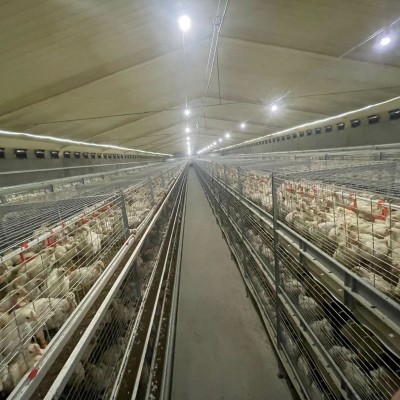 厂家供应自动化养殖肉鸡笼养设备框架肉鸡笼层叠肉鸡笼立式肉鸡笼图2