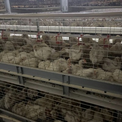厂家供应全自动肉鸡笼耐磨肉鸡笼层叠式肉鸡笼镀锌鸡笼肉鸡笼养殖图2