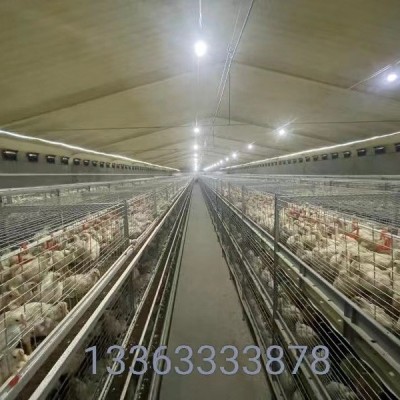 厂家供应全自动肉鸡笼耐磨肉鸡笼层叠式肉鸡笼镀锌鸡笼肉鸡笼养殖图4