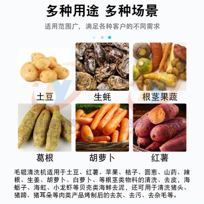 根茎果蔬毛辊清洗机 全自动土豆U型毛辊清洗机 牡蛎去泥清洗机图2