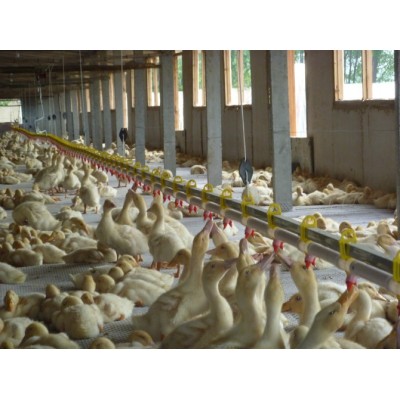 自动化水线料线升降养鸡养鸭养鹅鸡舍自动喝水养殖设备禽用全套图5