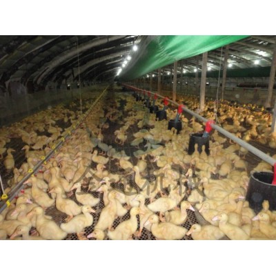 自动化水线料线升降养鸡养鸭养鹅鸡舍自动喝水养殖设备禽用全套图2