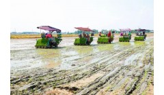 盐城滨海：推广“机插秧”，助力水稻优质高产