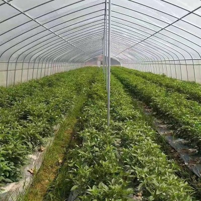 外遮阳薄膜温室大棚 连栋蔬菜养殖温室大棚建造 热镀锌管骨架大棚图2