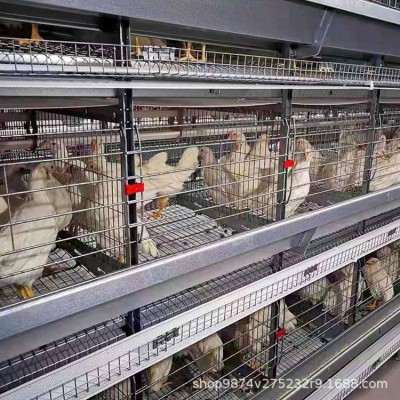高密度养鸡自动拾蛋养殖笼 养鸡场用自动化笼具现代化养鸡设备图3