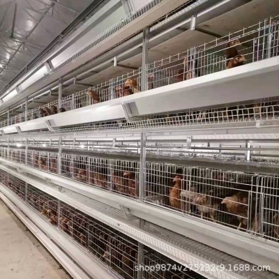 高密度养鸡自动拾蛋养殖笼 养鸡场用自动化笼具现代化养鸡设备图5