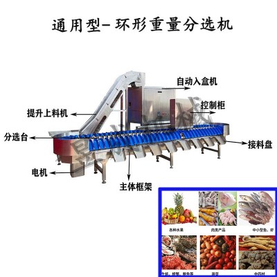 苹果弥胡桃 全自动小型选果机 不伤果一机多用 水果分选机图4