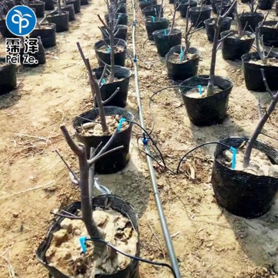 园林花卉盆栽灌溉一出四滴箭 温室大棚节水设备单双滴箭组合套装图6