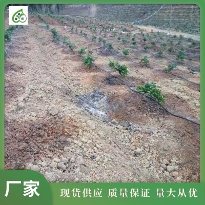 滴灌带 外径16mm大棚农业黑色内嵌贴片式滴灌管 果树园林灌溉PE管图4