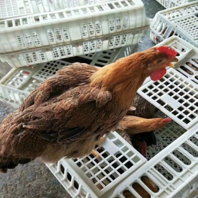 鸡筐 塑料鸡筐 加厚耐摔鸡鸭运输笼 批发鸡运输笼 商品鸡周转笼图3