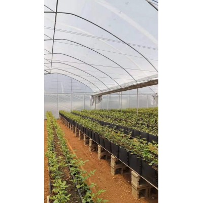 以色列原装进口农用大棚散射膜高散射高透光花卉蔬菜大棚覆盖膜图5