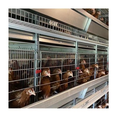 框架蛋鸡笼工业化养殖设备全自动化畜牧饲养机械热镀锌立体养鸡笼图5